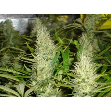 Medical seeds Malakoff feminized