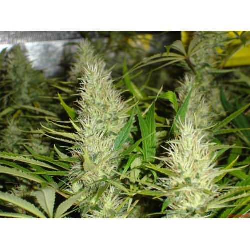 Семена Medical seeds Malakoff feminized - цены, описание в интернет-магазине Dutch Seeds