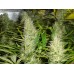 Семена Medical seeds Malakoff feminized - цены, описание в интернет-магазине Dutch Seeds