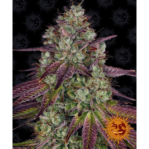 Семена Barneys farm Mimosa EVO feminized - цены, описание в интернет-магазине Dutch Seeds