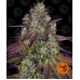 Семена Barneys farm Mimosa EVO feminized - цены, описание в интернет-магазине Dutch Seeds