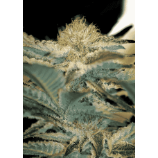 Sweet seeds Mohan Ram feminized