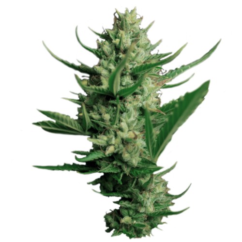 Семена Dutch Passion Night Queen feminized - цены, описание в интернет-магазине Dutch Seeds