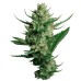 Семена Dutch Passion Night Queen feminized - цены, описание в интернет-магазине Dutch Seeds