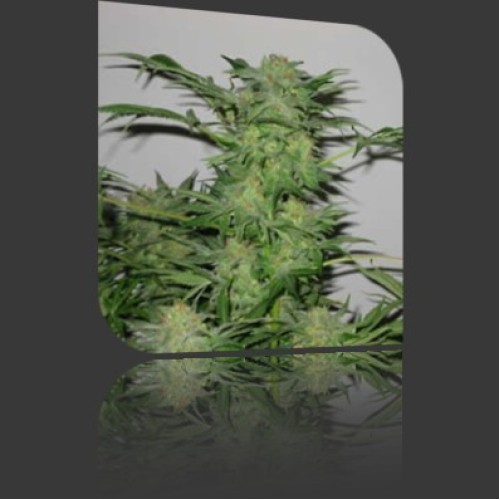 Семена Nirvana AK-48 regular - цены, описание в интернет-магазине Dutch Seeds