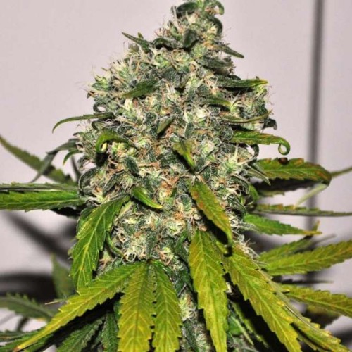 Семена Nirvana AK-48 autofeminized - цены, описание в интернет-магазине Dutch Seeds