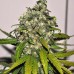 Семена Nirvana AK-48 autofeminized - цены, описание в интернет-магазине Dutch Seeds