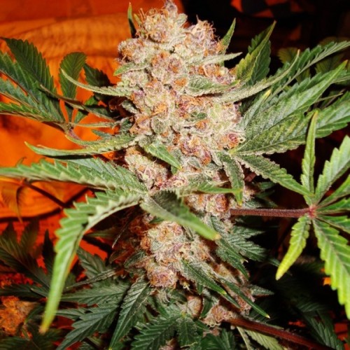 Семена Nirvana Bubblelicious feminized - цены, описание в интернет-магазине Dutch Seeds