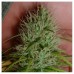 Семена Nirvana Chrystal feminized - цены, описание в интернет-магазине Dutch Seeds