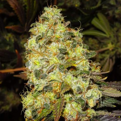 Семена Nirvana Ice feminized - цены, описание в интернет-магазине Dutch Seeds