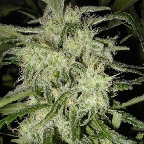 Семена Nirvana Lemon OG Haze autofeminized - цены, описание в интернет-магазине Dutch Seeds