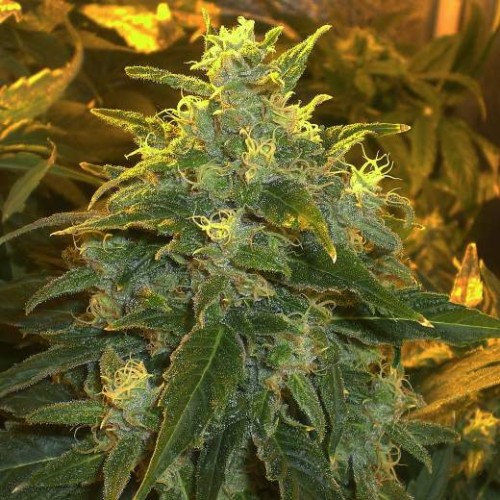 Семена Nirvana Northern Lights feminized - цены, описание в интернет-магазине Dutch Seeds