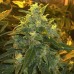 Семена Nirvana Northern Lights feminized - цены, описание в интернет-магазине Dutch Seeds