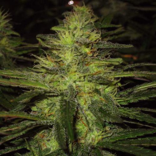 Семена Nirvana Northern Lights regular - цены, описание в интернет-магазине Dutch Seeds