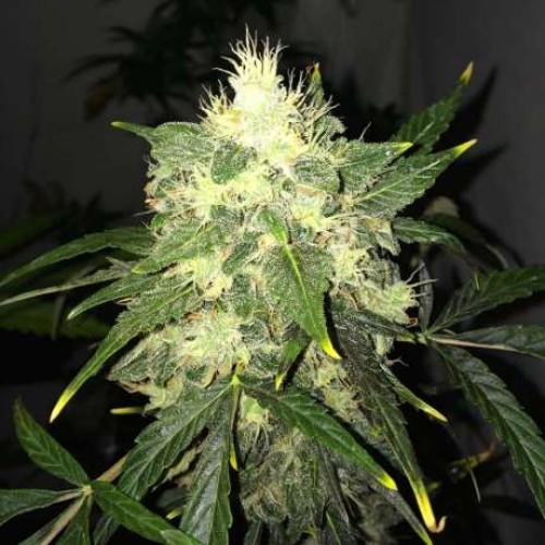 Семена Nirvana OG Kush autofeminized - цены, описание в интернет-магазине Dutch Seeds