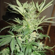 Nirvana White Rhino feminized