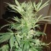 Семена Nirvana White Rhino feminized - цены, описание в интернет-магазине Dutch Seeds