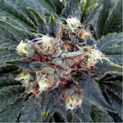 Семена Nirvana White Rhino regular - цены, описание в интернет-магазине Dutch Seeds