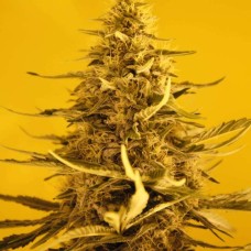 Nirvana White Widow feminized