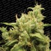 Семена Paradise seeds Opium feminized - цены, описание в интернет-магазине Dutch Seeds