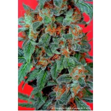 Dutch Passion Orange Bud feminized