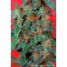 Семена Dutch Passion Orange Bud feminized - цены, описание в интернет-магазине Dutch Seeds