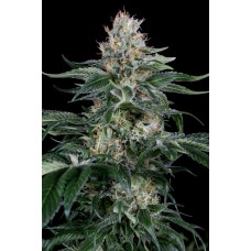 Dinafem Orange Juice feminized