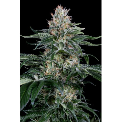 Семена Dinafem Orange Juice feminized - цены, описание в интернет-магазине Dutch Seeds