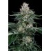 Семена Dinafem Orange Juice feminized - цены, описание в интернет-магазине Dutch Seeds