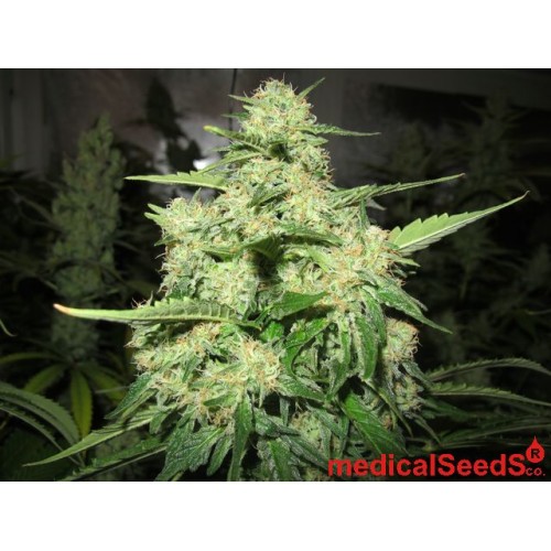 Семена Medical seeds PROZACK feminized - цены, описание в интернет-магазине Dutch Seeds