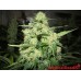 Семена Medical seeds PROZACK feminized - цены, описание в интернет-магазине Dutch Seeds