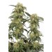 Семена Dutch Passion Pamir gold feminized - цены, описание в интернет-магазине Dutch Seeds