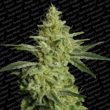 Paradise seeds Allkush feminized