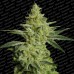 Семена Paradise seeds Allkush feminized - цены, описание в интернет-магазине Dutch Seeds