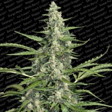 Paradise seeds Pandora autofeminized