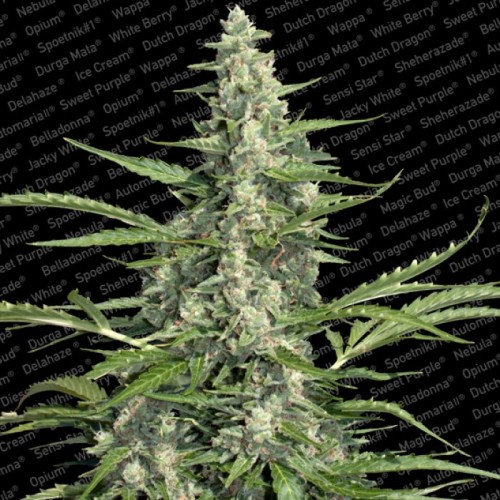 Семена Paradise seeds Pandora autofeminized - цены, описание в интернет-магазине Dutch Seeds