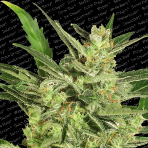 Семена Paradise seeds Auto Maria II autofeminized - цены, описание в интернет-магазине Dutch Seeds