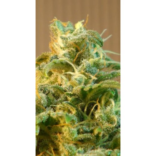 Семена Kannabia Power Skunk autofem - цены, описание в интернет-магазине Dutch Seeds