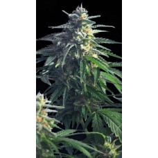 Kannabia Power skunk feminized