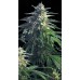 Семена Kannabia Power skunk feminized - цены, описание в интернет-магазине Dutch Seeds