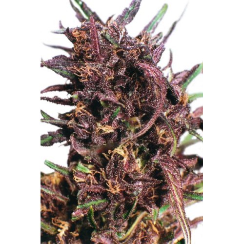 Семена Dutch Passion Purple #1 feminized - цены, описание в интернет-магазине Dutch Seeds