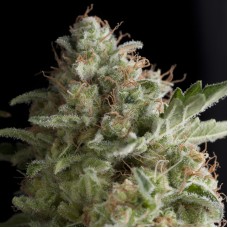 Pyramid seeds American pie feminized