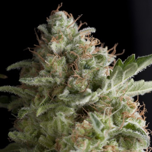 Семена Pyramid seeds American pie feminized - цены, описание в интернет-магазине Dutch Seeds