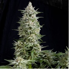 Pyramid seeds Amnesia gold feminized