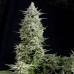 Семена Pyramid seeds Amnesia gold feminized - цены, описание в интернет-магазине Dutch Seeds