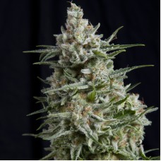 Pyramid seeds Anesthesia feminized