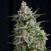 Семена Pyramid seeds Anesthesia feminized - цены, описание в интернет-магазине Dutch Seeds