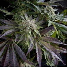 Pyramid seeds Blue pyramid feminized