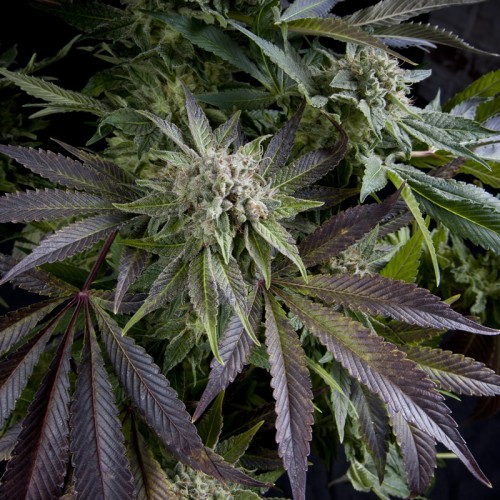 Семена Pyramid seeds Blue pyramid feminized - цены, описание в интернет-магазине Dutch Seeds