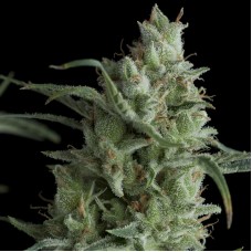 Pyramid seeds Kryptonite feminized